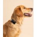 Tractive TRDOG6BK GPS Pet Tracker Σκύλου Black (Τεμάχιο)