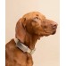Tractive TRDOG6BR GPS Pet Tracker Σκύλου Brown (Τεμάχιο)