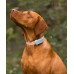 Tractive TRDOG6MT GPS Pet Tracker Σκύλου Mint (Τεμάχιο)