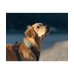 Tractive DOG 6 XL Black Smart GPS Pet Tracker Σκύλου